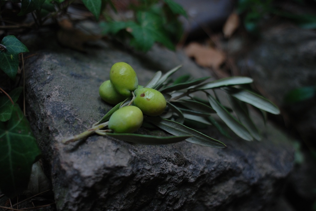 Olive Verde Ontpit 28/32