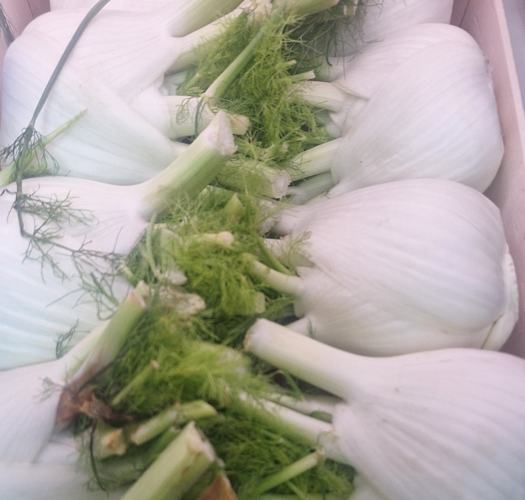 Finocchio Venkel per kg