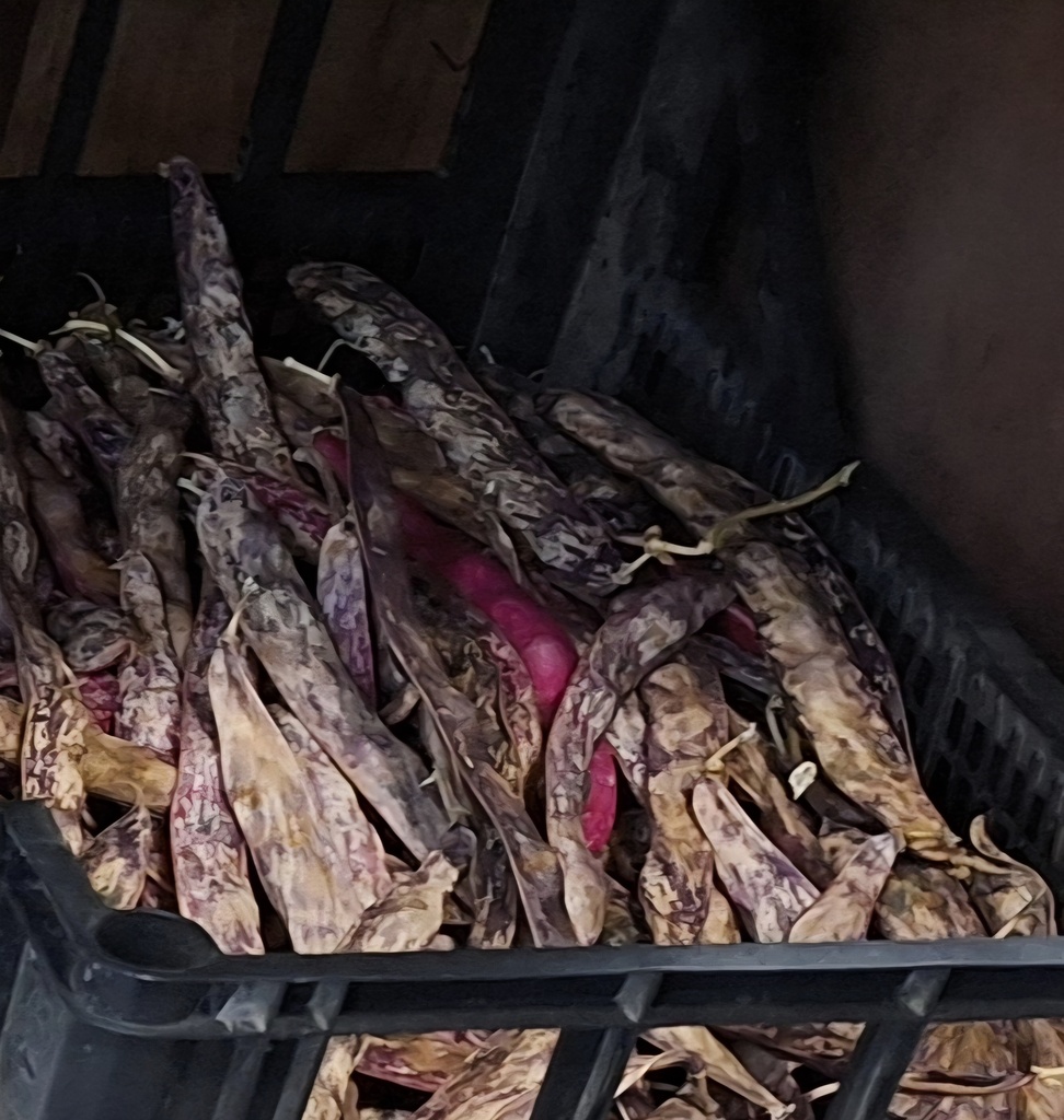 Fagioli Borlotti / Bonen