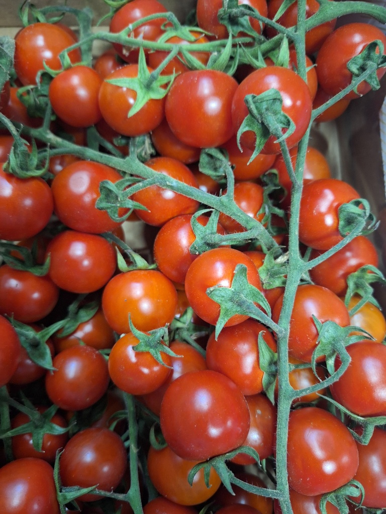 Pomodori Cigliegino