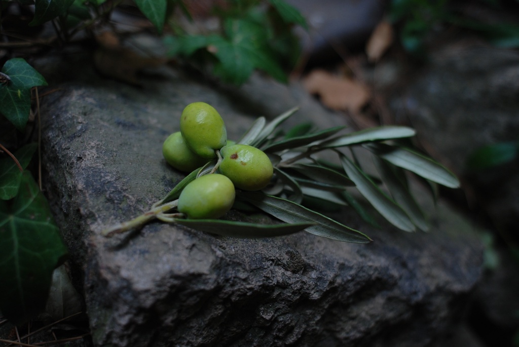 Olive Verde Denoc. lat.  2 kg.   