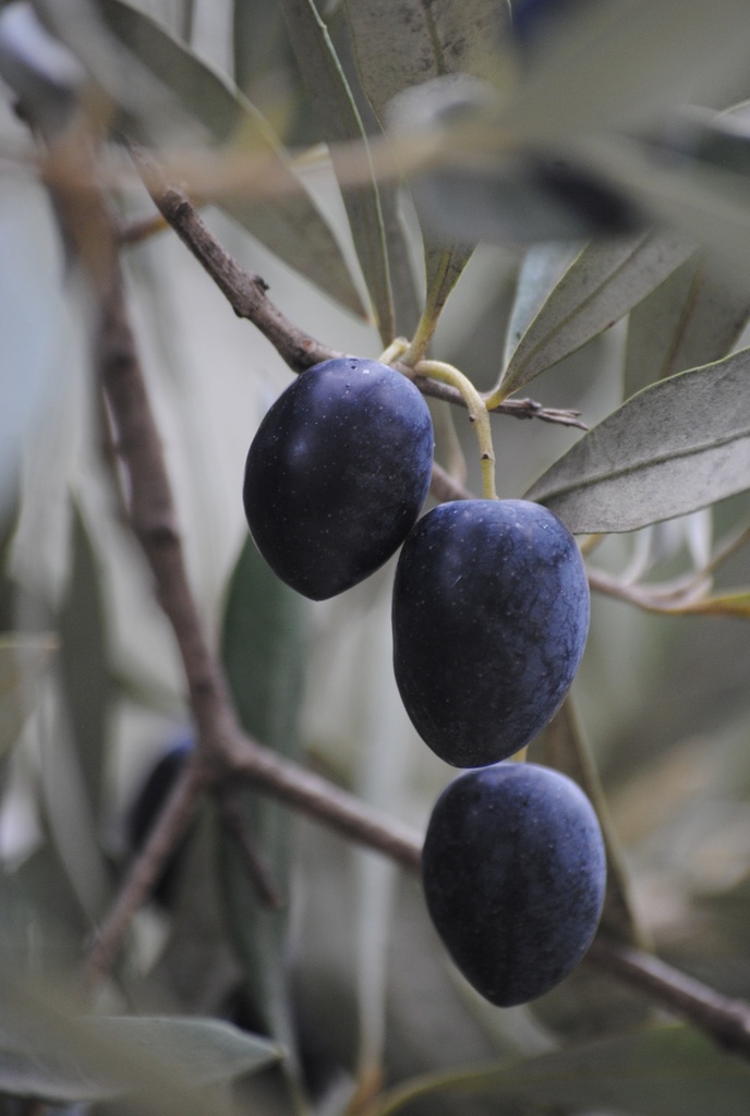 Olive Nere Bonapti denoc 4300