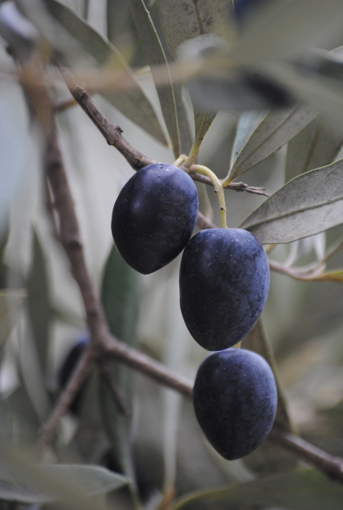 Olive Nere denoc 4300 Cinquina