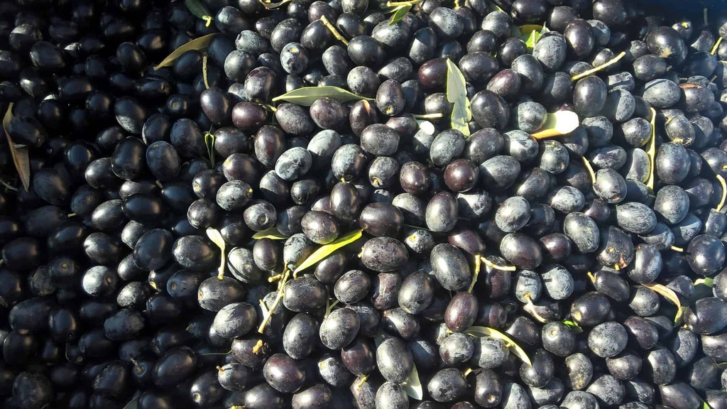 Olive nere Denoc. 2 kg         Cinquina