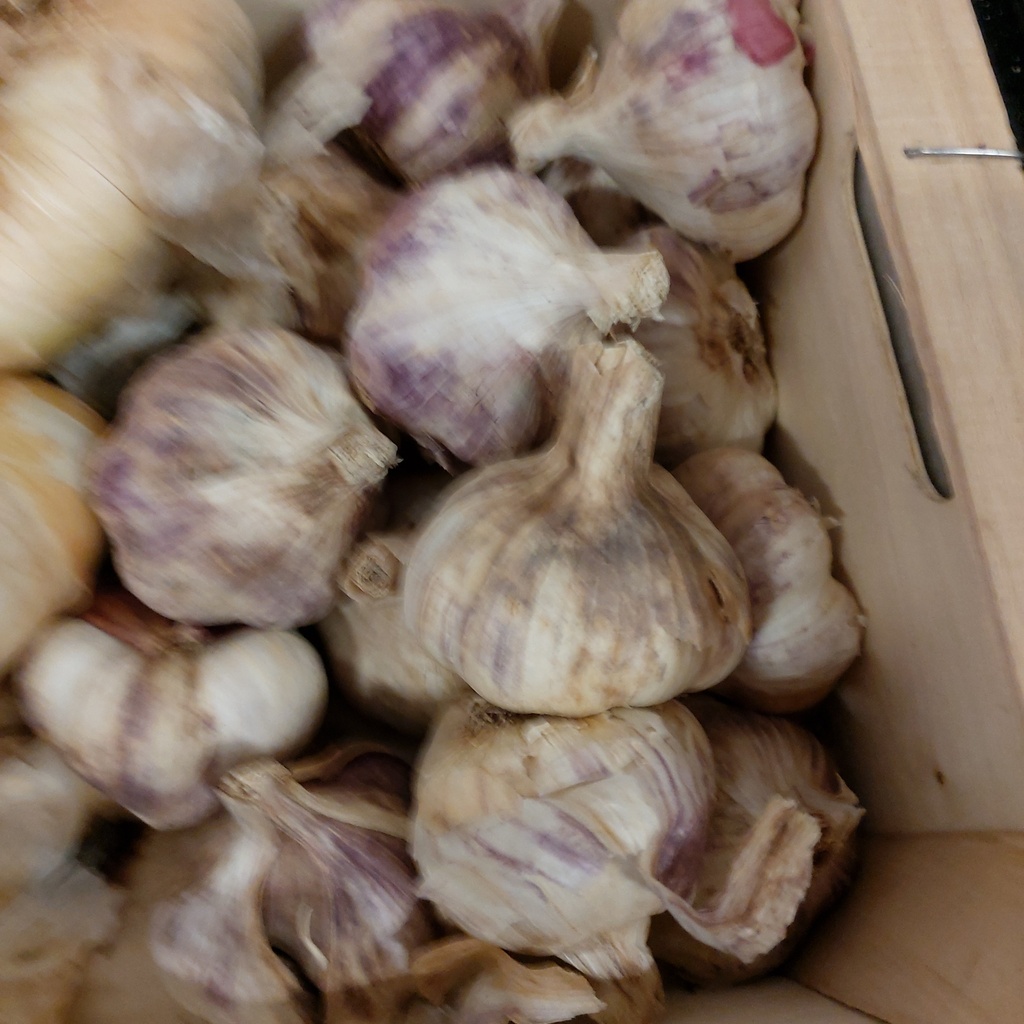 Aglio knoflook per stuk