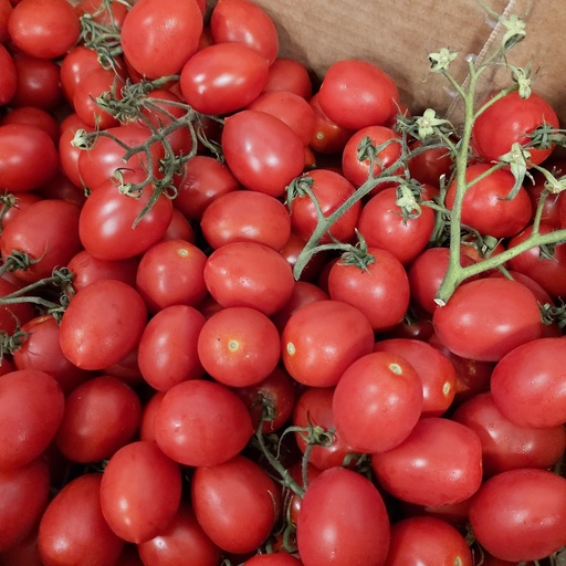 [04100] Pomodori Cigliegino