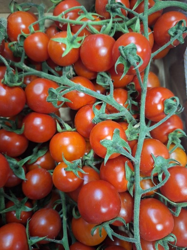 [04100] Pomodori Cigliegino