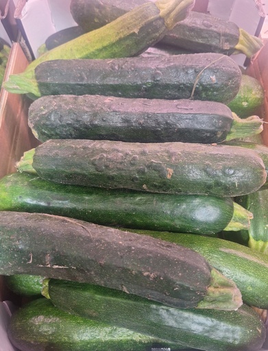 [04111] Zucchine / Courgettes
