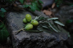[05023] Olive Verde Ontpit 28/32