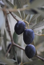 [05024] Olive Nere denoc 4300 Cinquina