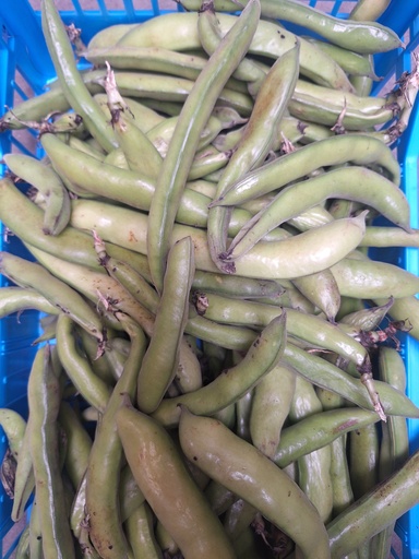 [04114] Fave (Tuinbonen) kg